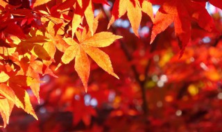 抖音秋天治愈系文案 抖音文案 秋天