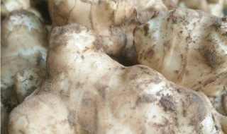 洋姜几月份成熟可以挖（洋姜几月份成熟可以挖出来）