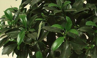 什么花适合摆在客厅又好养（什么花适合摆在客厅又好养的）