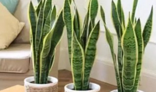 什么花能安神助睡眠 什么花可以安神助睡眠