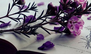 简单有气质的女网名（简单有气质的女网名 夏花）