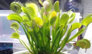 什么花能驱蚊（什么花能驱蚊虫）