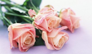 十一朵香槟玫瑰花语（1-10朵香槟玫瑰花语是什么）