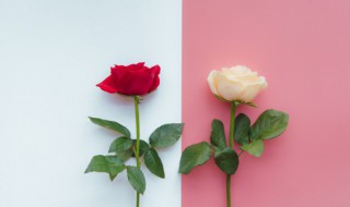 红玫瑰花语寓意（红玫瑰花语及寓意）