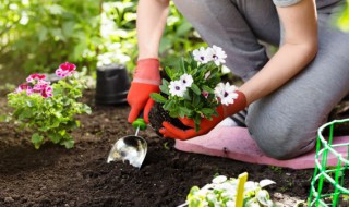 什么花去除甲醛效果最好（什么花去除甲醛效果最好图片）