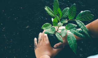 前人种树后人乘凉的意思是什么(前人栽树后人乘凉的意思是什么)