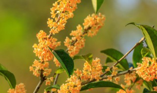 桂花怎样处理才能食用 桂花怎么处理?