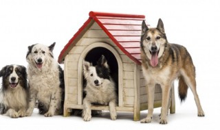 梦到好多狗是什么意思 女人梦到好多狗是什么意思