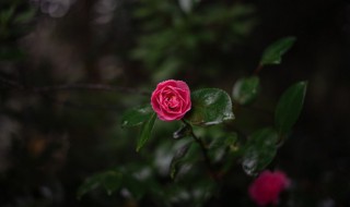 关于花与人生的唯美句子 关于花与人生的唯美句子简短