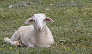 煮羊头的做法（煮羊头的做法用放大料吗）