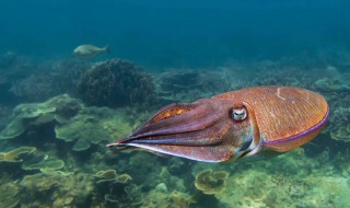 海螵蛸怎么读（海螵蛸怎么读的功效与作用）