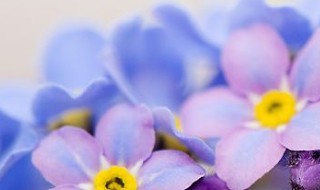 家养勿忘我怎么养（勿忘我花怎么养）