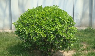 冬青生长速度 冬青生长速度快吗