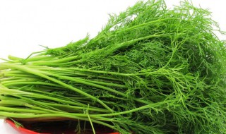 茴香苗的吃法做法大全（茴香苗的吃法做法大全窍门）