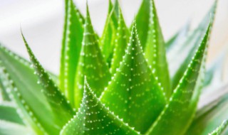 什么花能净化空气去除屋里的异味（房间有异味养什么花可以净化空气）