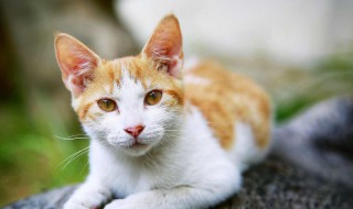 怎么看猫的公母（怎么看猫的公母?）