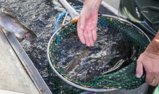 鲫鱼的特征 污水鲫鱼的特征