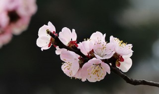 杏花什么时候开花 杏花什么时候开花几点钟开花