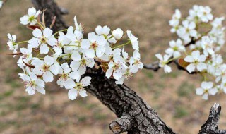 梨花什么时候开花 梨花什么时候开花季节作文