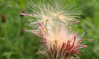 世界上最独特的植物. 世界上最独特的植物是什么