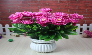 干花怎么摆放好看（干花怎么摆放好看又漂亮）