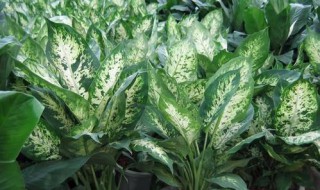 平安树的花语和寓意（平安树的花语和寓意和象征）