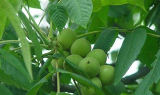 家里种核桃树好不好 家里种核桃树好不好呀