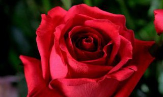 子弹划过红玫瑰啥意思（子弹划过红玫瑰什么意思）