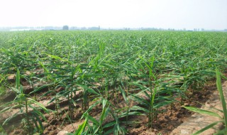 种姜用什么比例的肥料 种姜用什么比例的肥料比较好