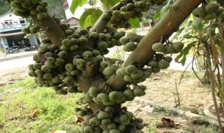 龙宫果种植几年结果 龙宫果种植几年结果子