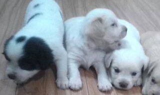 一窝小狗刚满月怎样挑（一窝小狗刚满月怎样挑选狗粮）