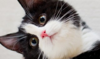 特别喜欢猫的女生是什么性格(特别喜欢猫的女生是什么性格的人)