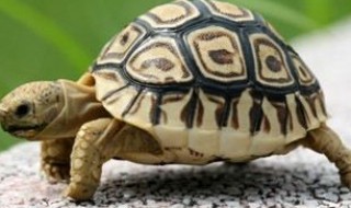 淡水龟品种（淡水龟品种大全）