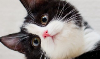 猫咪会不会吃蟑螂?(猫咪会不会吃蟑螂)