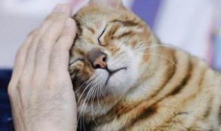 猫早上用脑袋蹭我的手啥意思（猫咪一直用脑袋蹭我手是什么意思）