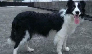 小边牧年龄体重对照表 边牧各月龄体重身高