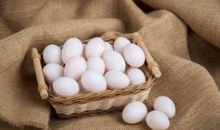 鸽子蛋从裂口到出壳要几天?（鸽子蛋从裂口到出壳要几天才能孵化）