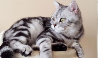 唧唧的猫全部小说有哪些 唧唧的猫全部小说有哪些名字