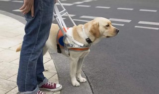导盲犬能进入公共场所吗 导盲犬可以进入公共场所吗