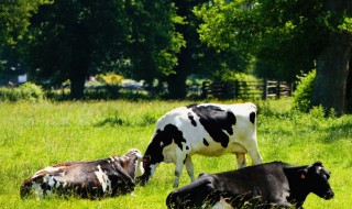 基本农田养殖如何审批 基本农田怎样可以申请办理养殖场