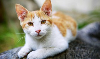 狸花猫四脚白色叫什么猫 狸花猫四脚白色叫什么猫名字