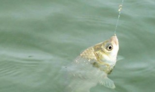 钓鲫鱼是有水草好还是没有水草好（草鱼好钓还是鲫鱼好钓）