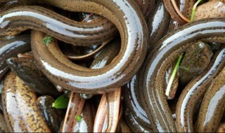 鳝鱼养多久能长大（鳝鱼一年能长多大）