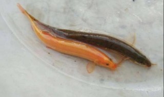 泥鳅钓什么鱼（活体泥鳅钓什么鱼）