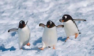 企鹅的翅膀用来做什么(企鹅的翅膀用来做什么手工)