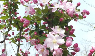 海棠是什么颜色的（海棠是什么颜色的花）