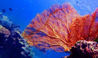 珊瑚是不是食肉动物(珊瑚是肉食性动物吗)