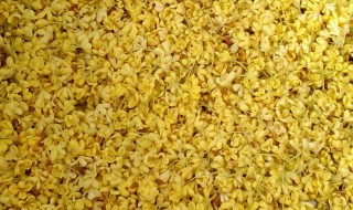桂花干的功效与作用 干桂花茶的功效与作用