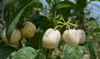 人参果如何种植（人参果怎么种）