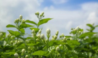 喝茉莉花茶有什么好处 哪些人不宜喝茉莉花茶